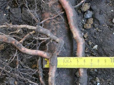 Baumservice Furche Lüneburg: Baumfällung & Baumpflege