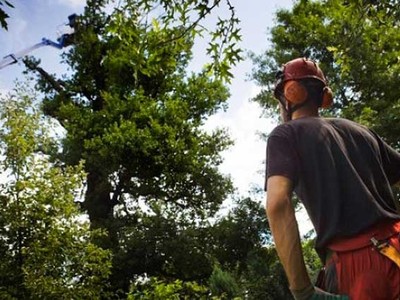 Baumservice Furche Lüneburg: Baumfällung & Baumpflege