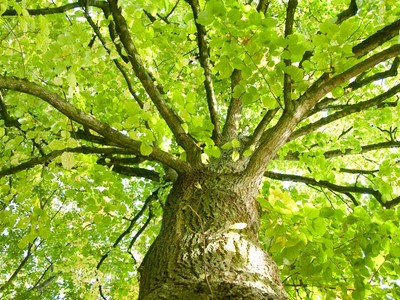 Baumservice Furche Lüneburg: Baumfällung & Baumpflege